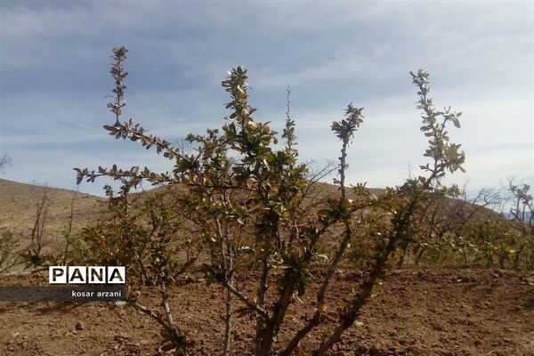 طبیعت بهاری روستا تقوک