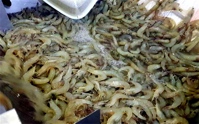 ۸۳ هزارتن آبزی در استان بوشهر تولید شد