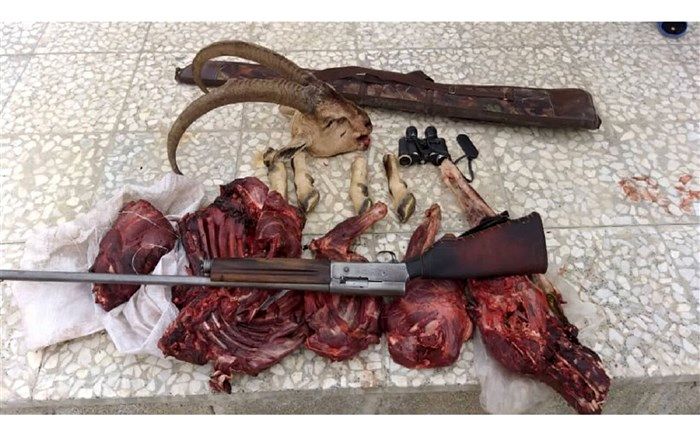 شکار غیرقانونی 31 راس گونه جانوری پستاندار در زنجان