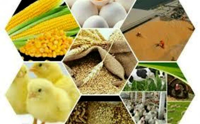 نامه واردکنندگان نهاده های دامی به وزیر جهاد