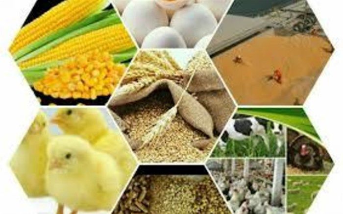 نامه واردکنندگان نهاده های دامی به وزیر جهاد