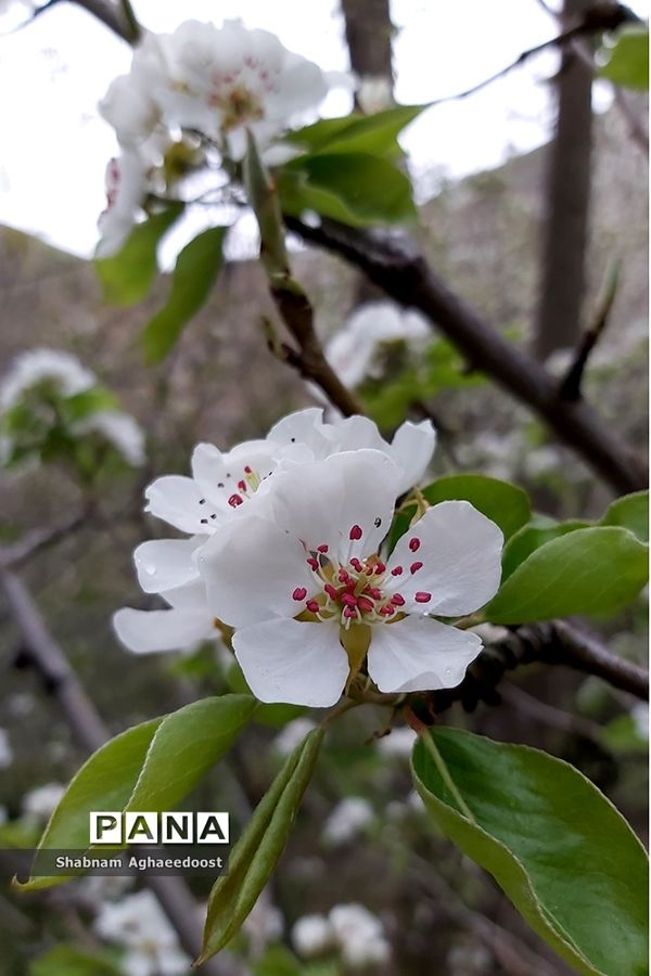 شکوفه‌های بهاری در کردان