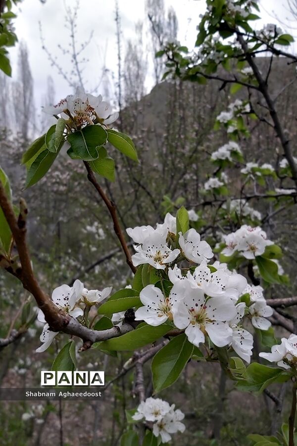شکوفه‌های بهاری در کردان