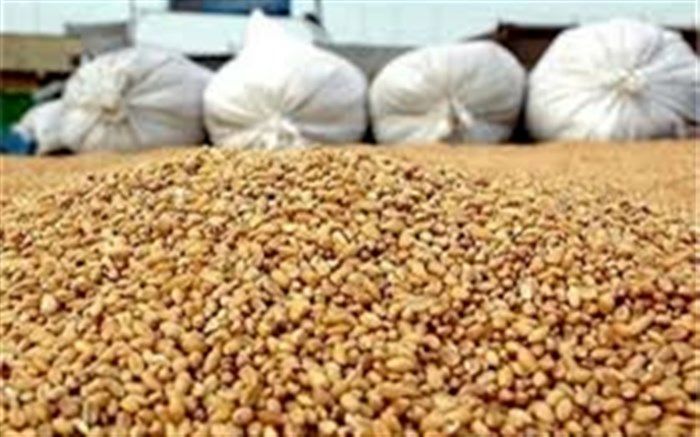 اعلام آمادگی برای تامین نهاده‌های دامی ظرف ۲۴ ساعت به شرط تامین ارز