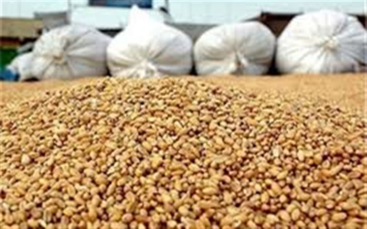 اعلام آمادگی برای تامین نهاده‌های دامی ظرف ۲۴ ساعت به شرط تامین ارز