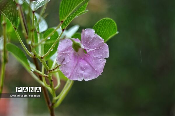 طراوت بهاری باران در روزهای کرونایی کیش