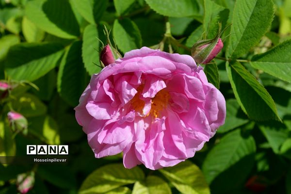 به ثمر رسیدن گل‌های محمدی در شهرستان خوسف