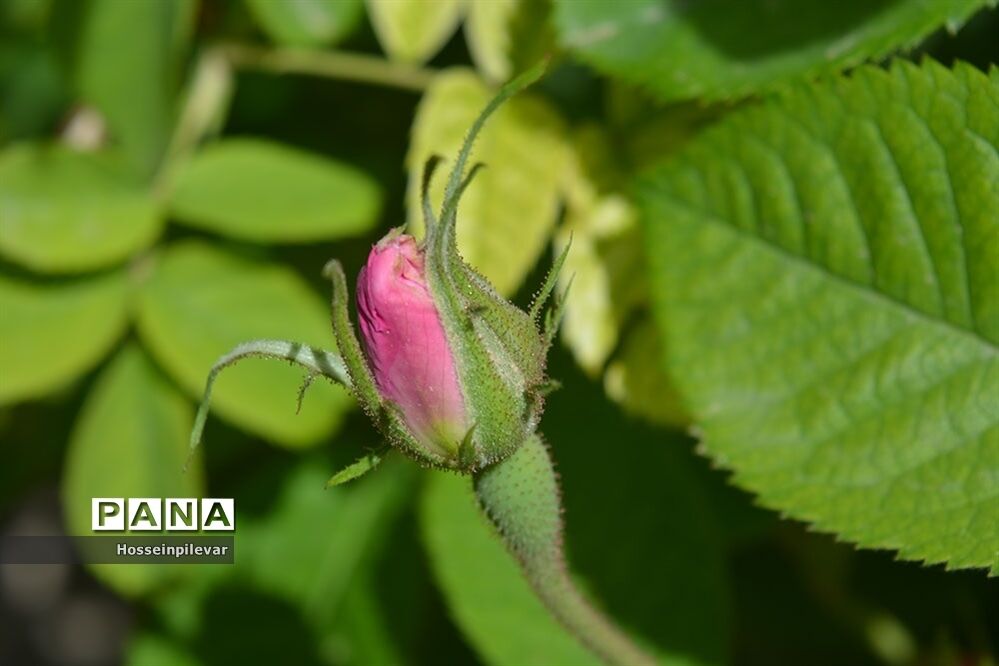 به ثمر رسیدن گل‌های محمدی در شهرستان خوسف