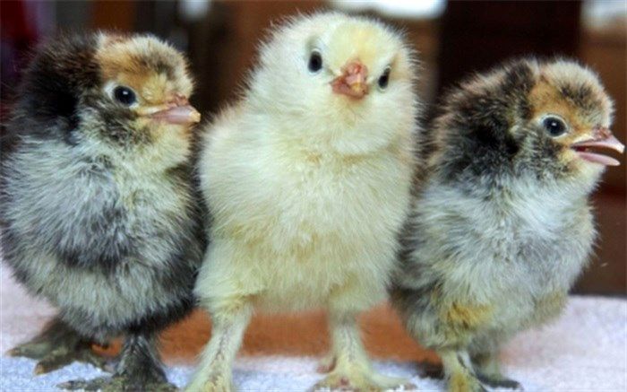 کمبود نهاده علت اصلی معدوم‌سازی جوجه‌های یک‌روزه است