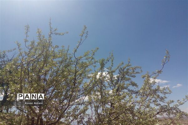 طبیعت زیبای روستا سنجدوک