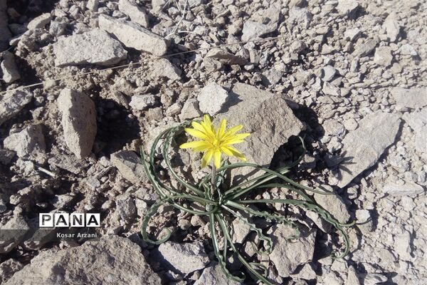 طبیعت زیبای روستا سنجدوک