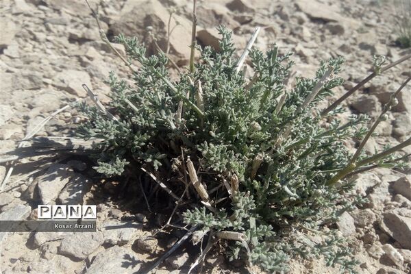 طبیعت زیبای روستا سنجدوک