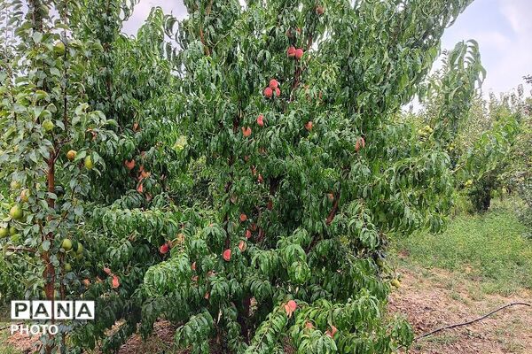 بارش غیر منتظره باران در تابستان ۱۴۰۵شهر بار نیشابور