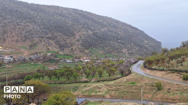 شکوفایی امید 