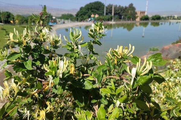 روایت جاذبه‌های طبیعی و فرهنگی زیبای تویسرکان 
