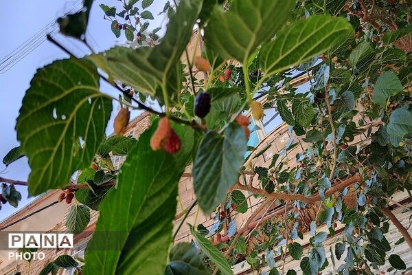 فصل چیدن یاقوت های چشم نواز در شهر بار نیشابور-۱