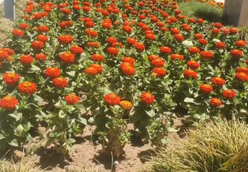 25 خرداد، روز ملی گل و گیاه 