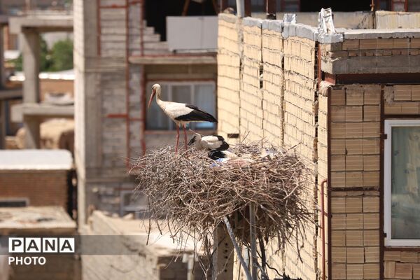 بازگشت لک لک ها به آشیانه در مایان، نوید زنده شدن دوباره طبیعت