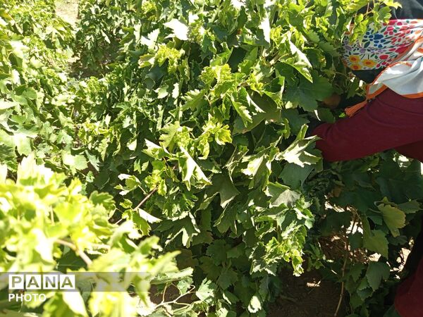 انگوربازکنی؛ روایت شیرین یک سنت دیرینه در کاشمر  
