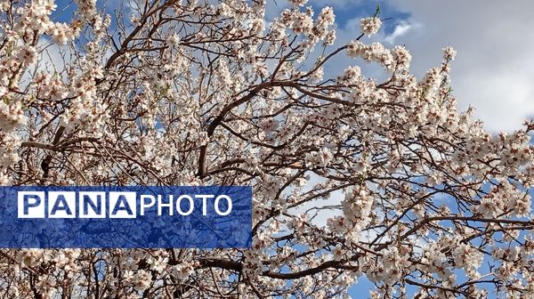 آوای گوش‌نواز بهار در طبیعت شهرستان‌بن