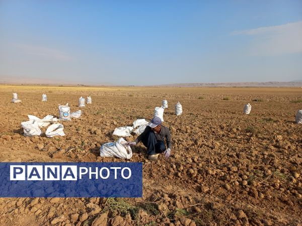 برداشت محصول سیب زمینی در روستای داغیان