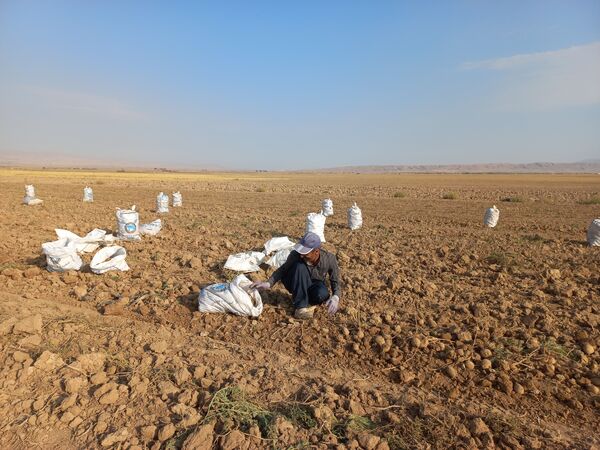 برداشت محصول سیب زمینی در روستای داغیان