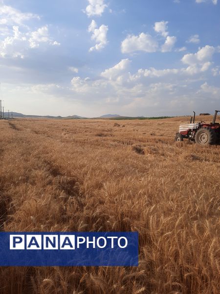  آغاز برداشت گندم از مزارع شهرستان هلیلان 
