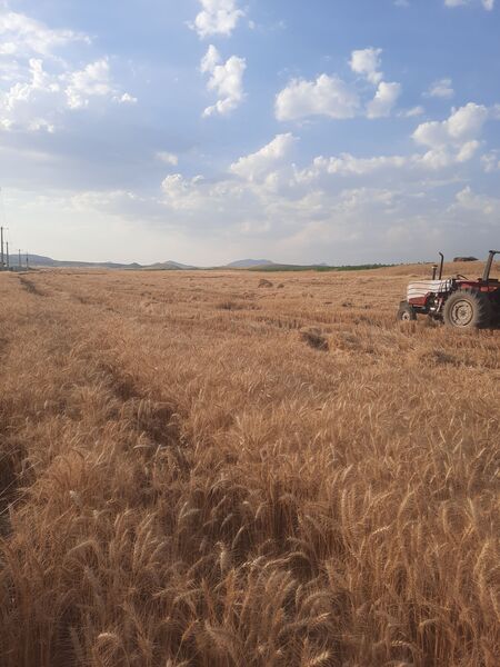  آغاز برداشت گندم از مزارع شهرستان هلیلان 
