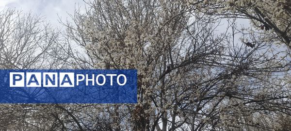 شکوفه‌های بهاری بر قامت درختان ‌
