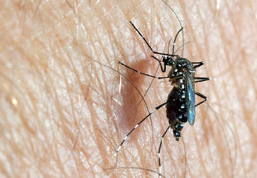 توصیه‌های مدیریت بحران تهران برای مقابله با پشه آئدس و جلوگیری از تب دنگی