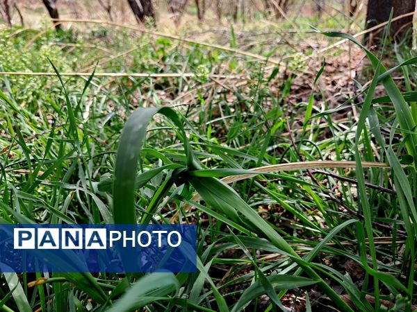 زیبایی های طبیعی شهرستان پاوه به روایت تصویر