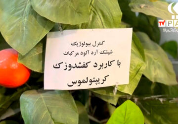 کنترل بیولوژیک شپشک های آردآلود 