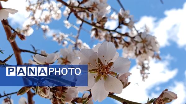 آوای گوش‌نواز بهار در طبیعت شهرستان‌بن