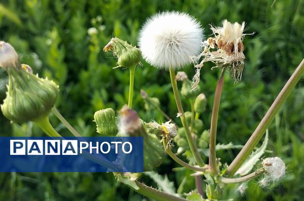 روستای شلیل نگین سرسبزی در دل کوه‌های میانکوه