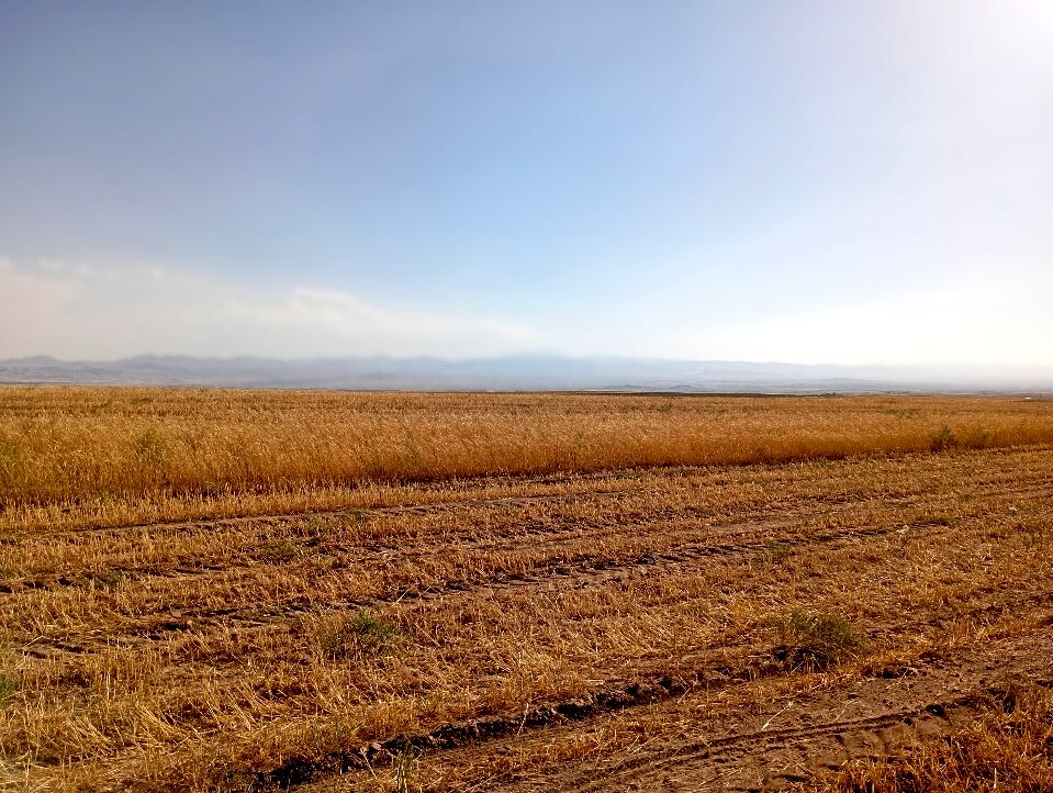گندم، یکی ازمحصولات کشاورزی در روستای گزکوه 