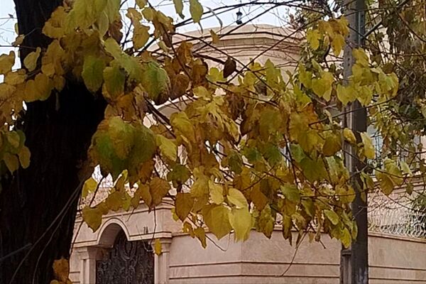 جلوه هایی از باران پاییزی در کاشمر