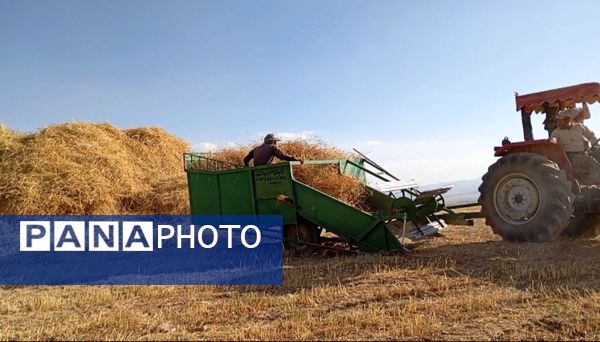 برداشت گندم در روستای گزکوه