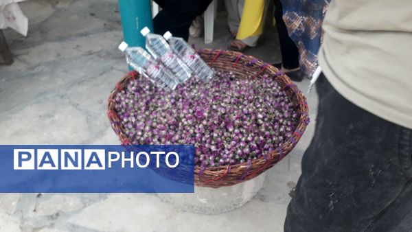 جشنواره آلبالو و گیلاس روستای اناج