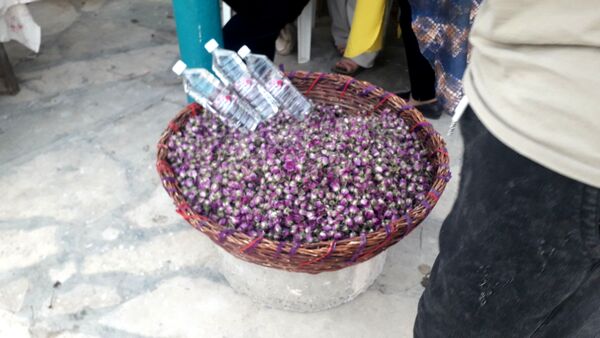 جشنواره آلبالو و گیلاس روستای اناج