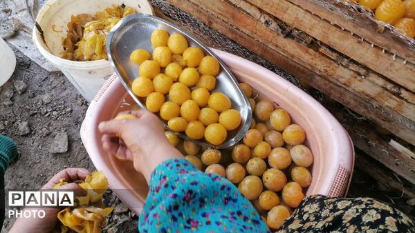 روند برداشت و آماده سازی آلو در شهربار 