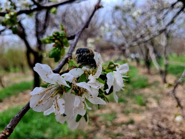 زیبایی های طبیعی شهرستان پاوه به روایت تصویر