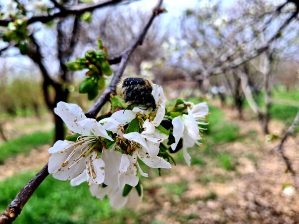 زیبایی های طبیعی شهرستان پاوه به روایت تصویر