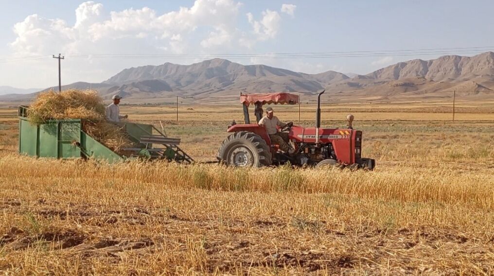 برداشت گندم در روستای گزکوه