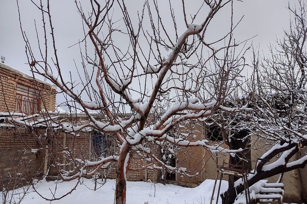 درختان شهر زیبای بار رخت سفید برف برتن کردند