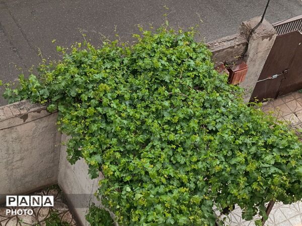 ‌‌باران رحمت الهی،باران بهاری و تماشایی باز هم مهمان شهر نیشابور شد