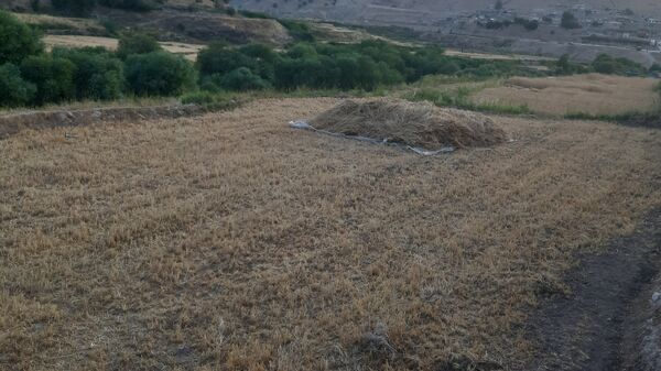 برداشت گندم در روستای بیدله