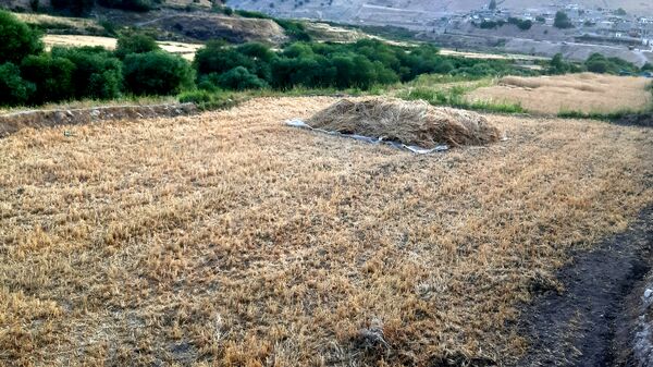 برداشت گندم در روستای بیدله