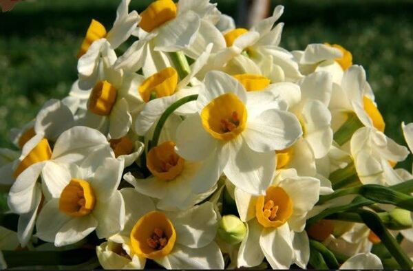 نرگسزارهای بهبهان