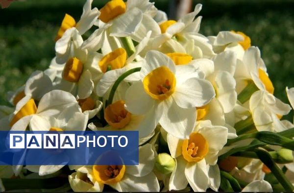 نرگسزارهای بهبهان