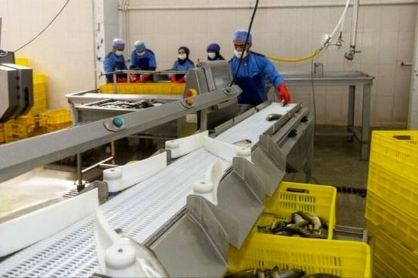 البرز قطب نوظهور اشتغال‌زایی در صنعت شیلات است 